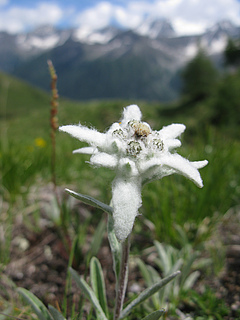 Leontopodium alpinum is an indicator species of calcareous alpine grasslands, and is available from approximately 6% of seed producers across Europe (photo: Emma Ladouceur).
