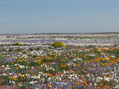 Most flowering plant species rely on pollinators to reproduce. This is true for the annual daisy species that dominate the spring mass flowering displays in South Africa. Species such as <em>Gorteria diffusa</em>, <em>Dimorphotheca sinuata</em> and <em>Dimorphotheca</em> <em>pluvialis</em> are dependent on pollinators, such as the bee-flies pictured here, for seed production, and on seed for persistence in the system, making them vulnerable to pollinator decline. (Picture: Prof Alan Ellis/Stellenbosch University)
