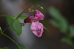 Himalayan balsam (Impatiens glandulifera) (Picture: Trevor Fristoe)
