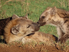 T&uuml;pfelhy&auml;nen <em>(Crocuta crocuta)</em> ruhen sich in einem Gemeinschaftsbau im Serengeti-Nationalpark in Tansania aus.&nbsp; (Bild: S. Benhaiem)