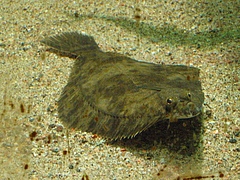 The European Flounder <em>(Platichthys flesus)</em> is a sit-and-wait predator and one of the six species included in the study database. (Picture: J Fredriksson, CC BY-SA via Wikimedia Commons)