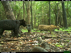 Seltene Beobachtung zweier erwachsener Jaguare (<em>Panthera onca</em>) bei der gemeinsamen Nahrungssuche, wahrscheinlich w&auml;hrend der Brutzeit in den <em>V&aacute;rzea</em>-Auenw&auml;ldern des Mamirau&aacute; Sustainable Development Reserve (MSDR), Zentralamazonien (Bild: www.mamiraua.org)