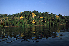 Data for the study were collected on Barro Colorado Island in Panama (Picture: Christian Ziegler).