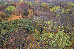 Blick vom Leipziger Auwaldkran im Herbst 2018. Die unterschiedlich gef&auml;rbten Baumkronen zeigen den hohen Baumartenreichtum des Auenwaldes. (Bild: Rolf A. Engelmann)