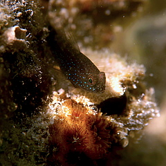 A starry goby (Asterropteryx semipunctata) in Kaneohe Bay, Hawai&rsquo;i. This fish reaches a maximum size of four centimeters. (Picture: Mike McWilliam)