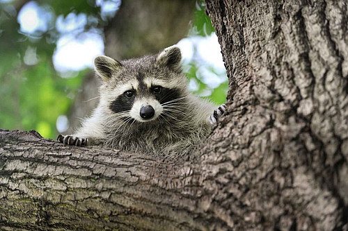 The North American Raccoon (<em>Procyon lotor</em>) is a medium-sized mammal native to North America. (Picture: André Künzelmann)
