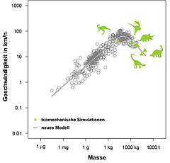 Auch für ausgestorbene Tiere wie Dinosaurier liefert das neue Modell Ergebnisse, die mit jenen aus hochkomplexen biomechanischen Simulationen übereinstimmen. (Bild: Myriam Hirt)
