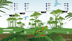 Infographic, showing the recovery of tropical forests over time. The forests regrow naturally on abandoned agricultural lands. Four groups of forest characteristics are shown, related to soil, ecosystem functioning (leaf), forest structure (tree) and tree biodiversity (flower). Average percentage of recovery (compared to old-growth forests) after 20, 40, 80, and 120 years is shown for each forest attribute (%) and for the 4 groups of attributes combined (horizontal lines). <br />The attributes were soils (bulk density, carbon, and nitrogen), ecosystem functioning (community nitrogen fixers, wood density, and specific leaf area), forest structure (aboveground biomass, maximum tree diameter, and structural heterogeneity), and diversity and composition (Picture: Erik Flokstra, Pixels&inkt)