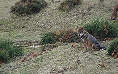 Wolf in Asturias, Northern Spain. (Picture: A. Gil-Fernández)