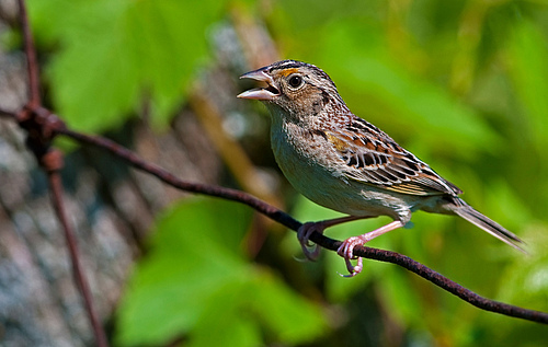The grasshopper sparrow (<em>Ammodramus savannarum</em>), a grassland specialist, has not fully adjusted its distribution and abundance to changing climatic conditions. (Picture: Adobe Stock)