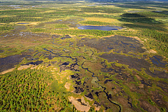 Natural peatlands provide a dense carbon store. The photo shows an intact peatland in Swedish Lapland. (Picture: Staffan Widstrand / Rewilding Europe)