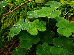 Common wood sorrel (<em>Oxalis acetosella</em>) grows in acidic forest soils in shady locations and occurs in the northern and temperate latitudes of Europe and Asia. (Picture: Jonathan Lenoir / Jules Verne University of Picardie)
