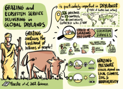 Using a standardized survey at 98 sites across six continents, the study shows that the impacts of increased grazing pressure on the delivery of fundamental ecosystem services depend on climate, soil, and biodiversity across drylands worldwide. Increasing grazing pressure reduced ecosystem service delivery in warmer and species-poor drylands, whereas positive effects of grazing were observed in colder and species-rich areas. (Picture: Cirenia Arias Baldrich)