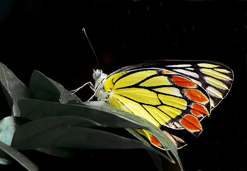 The common Jezebel (<em>Delias eucharis</em>), a medium-sized butterfly that appears in many areas of South and Southeast Asia, is an example of an inadequately represented insect species in protected areas.&nbsp; (Picture: Shawan Chowdhury)