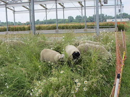 In the experiment, extensively managed grasslands were either moderately mown or grazed by sheep (photo: Julia Siebert).