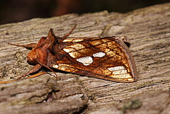 Moths such as Plusia festucae are decimated today compared to Sil&eacute;n's times. (Picture: Alastair Rae, CC BY-SA 2.0; Wiki Commons)