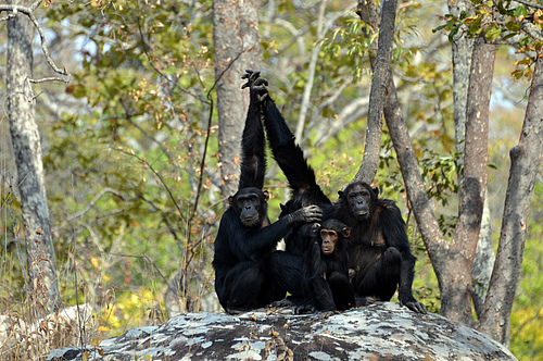 Chimpanzees and other African apes could lose up to 94% of their range in the next 30 years. (Picture: Pascal Gagneux/GMERC)