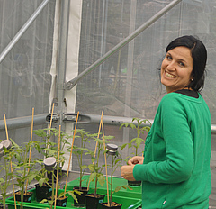 First study author Ainhoa Martínez-Medina in the green house with experimental tomato plants.