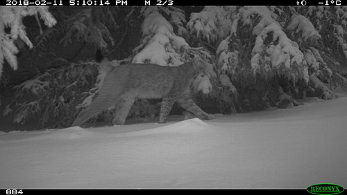 A camera trap provided the evidence: The lynx is back in the Thuringian Forest. (Picture: Dirk Hirsch)