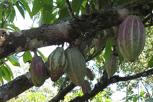 Cocoa plantation in West Africa (Picture: Janina Kleemann)