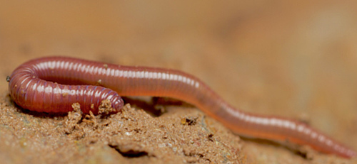 Earthworms stimulate microorganisms to produce more stabilised carbon in the soil. (Picture: A. Murray)