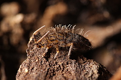 Springtails are so small that they are barely visible to the naked eye (Foto: Sarah Zieger).