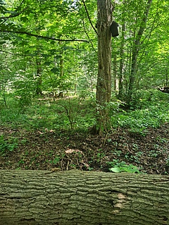 Fundort Naturschutzgebiet Burgaue (Bild: Lisa Hahn)