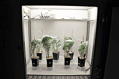 Set-up of the experiment in the laboratory. The odours of the mustard plants accumulate within the plastic bags (photo: Holger Danner).
