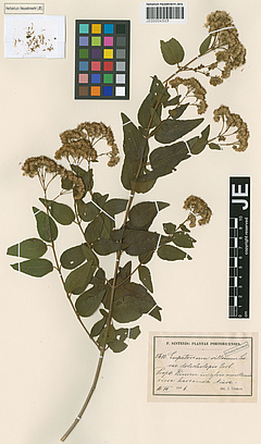 Several of the specimens in the Herbarium Haussknecht that have been digitised date back to the 19th century (picture:  Herbarium Haussknecht).