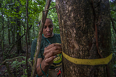 Since 1982, more than 200,000 trees are measured every five years at Barro Colorado Island.&nbsp; (Picture: Christian Ziegler)