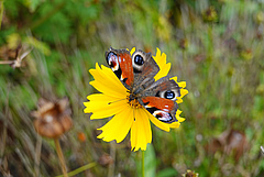 Insects are the focus of several Citizen Science projects. The photo shows a European peacock. (Picture: Gabriele Rada / iDiv)