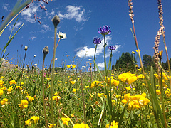 Temperate grasslands of Europe are incredible hotspots of biodiversity and are key habitats of conservation concern. Many are in decline and require ecological restoration for habitat improvement (photo: Emma Ladouceur).