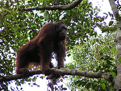 Orangutan populations have been declining dramatically. (Picture: Serge Wich)
