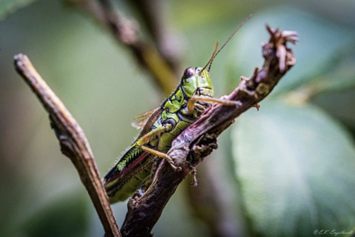 The Alpine mountain grasshopper (<em>Miramella alpina</em>) has so far been unaffected by changes in climate and land use. This grasshopper species, which is widespread throughout Europe at higher altitudes, has a stable occurrence in the Bavarian Alps, which has hardly changed in recent decades. (Picture: E. K. Engelhardt / TUM)