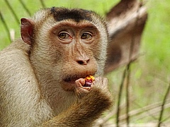A macaque eats a palm oil fruit on the edge of the plantation.  (Picture: Anna Holzner)