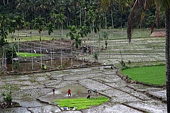 Reisfeld auf Sumatra. (Bild: Nico Boersen, Pixabay)