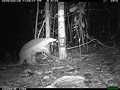 A giant armadillo (<em>Priodontes maximus</em>) checking one of the cameras trap in the<em> terra firme</em> forests of Aman&atilde; Sustainable Development Reserve (ASDR), Central Amazonia (Picture: www.mamiraua.org)