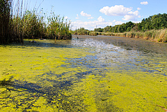 So-called "algal blooms" are the result of a nutrient entering the aquatic system, e.g. a lake, and causing excessive growth of algae. (Picture: Adobe Stock)