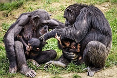Schimpansen kommen in vier Unterarten in 21 afrikanischen L&auml;ndern vom Tiefland bis in bergregionen von bis zu 2800 m H&ouml;he vor. Ihre Evolution wurde ma&szlig;geblich durch die Eiszeiten gepr&auml;gt. (Bild: Pixabay)