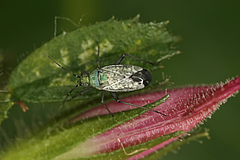 A leaf bug (Macrotylus paykulli) feeding on a restharrow plant (Ononis repens). Both species disappear when agricultural land use is intensified (photo: Lars Skipper).