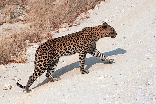 The size ratio between predators like this leopard and their prey, Prof Ulrich Brose and his team identified as key parameter to determine how susceptible ecosystems are to dangers such as climate change. (picture: Bernd Adam)
