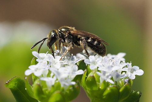 A narrow beard (Lasioglossum sp.) on the flower of the common field salad (Valerianella locusta). More than 20,000 species of bees are known worldwide. They pollute more than 90 percent of the 107 most important crops. Photo: Felix Fornoff, University of Freiburg