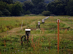 Kabeldatenloggerboxen zur Messung der Bodentemparatur am Versuchsstandort Jena. (Bild: Karl Kübler / MPI für Biogeochemie Jena)