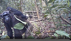 Schimpansen von einer PanAf-Kamerafalle aufgenommen. Da die Schimpansen nicht an die Anwesenheit von Menschen gew&ouml;hnt waren, haben die Forschenden Kotproben als DNA-Quelle f&uuml;r die Studie verwendet. (Bild: PanAf/MPI-EVA)