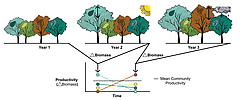 Grafische Darstellung der Reaktionen von Baumarten in Mischw&auml;ldern auf unterschiedliche Klimabedingungen. Die Baumarten wachsen in trockenen (Jahr 2) oder feuchten (Jahr 3) Jahren unterschiedlich, aber das asynchrone Wachstum stabilisiert die Produktivit&auml;t der Waldgemeinschaft. (Bild: Florian Schnabel)
