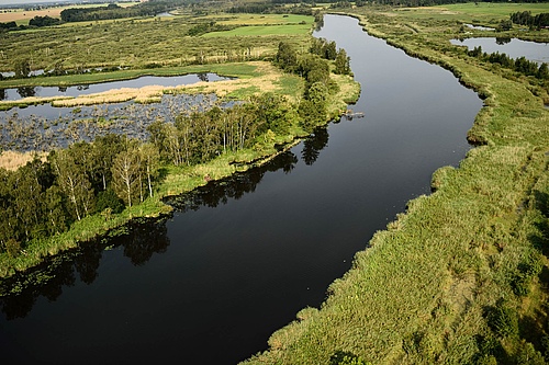 A prime example of a successful rewilding project in Germany is the Oder river delta (picture: Zolvin Zankl / Rewiling Europe).