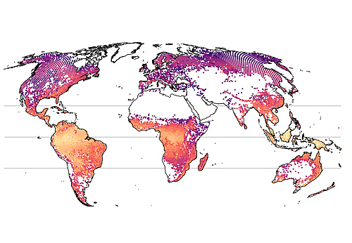 The first global map of species richness of trees, as produced by the new model. It illustrates the number of tree species that can be expected within areas of one hectare. The highest number of tree species (orange to yellow) can be found in the hot, humid tropics. The remaining white spaces are unforested areas. (Picture: Petr Keil and Jonathan Chase)