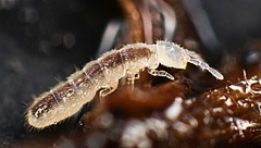 The larger prey species used in the experiment, the springtail Folsomia candida (Photo: Andy Murray).