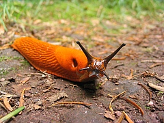 Apart from the effect insects have on plants, also the effect of the red slug (Arion rufus) was tested in the experiment (photo: Guillaume Brocker / Wikipedia).