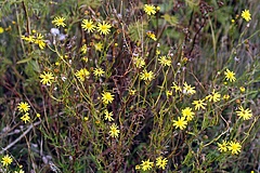 Man-imported species are on the increase in Germany, but their numbers cannot replace the loss of plant species. The narrow-leaved rattle (<em>Senecio inaequidens</em>) is originally native to southern Africa, but is now spread worldwide. (Picture: Helge Bruelheide)